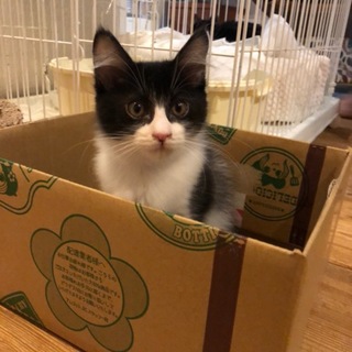 長毛白黒ハチワレ男の子