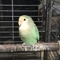 凛