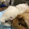 もこいちご