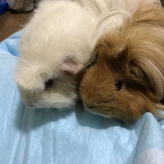 モルモットの女の子2匹