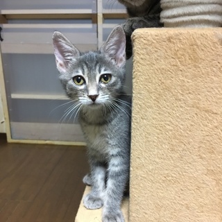 トライアル決定！♬グレーの毛並み、絃葉ちゃん♬