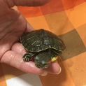 ありがとうございました