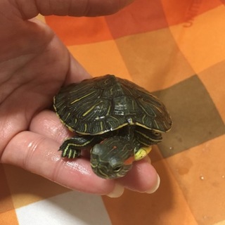 ありがとうございました