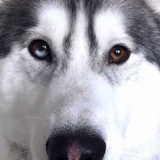 ２歳のハスキー　新しいご家族を募集中！