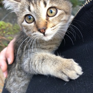 とっても大人しいキジトラちゃんです！（3ヶ月）