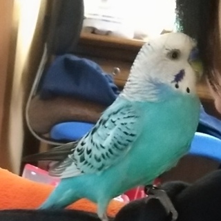 セキセイインコの里親募集です。