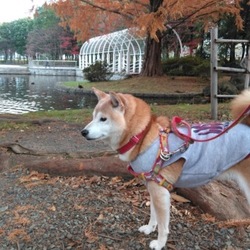 晩秋と…葵と…鴨と…(*˘︶˘*).｡.:*♡