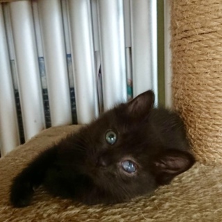 黒子猫里親様募集中
