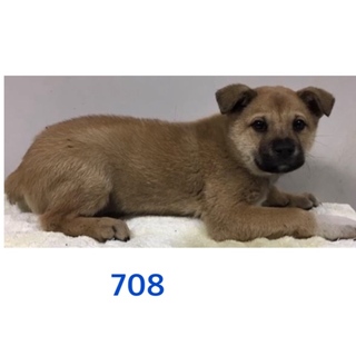 緊急です。子犬ちゃんを助けて下さい。