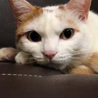 4ったん