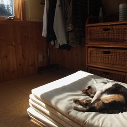 「だんだんわかってきたこと。。。」サムネイル2