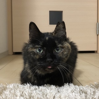 人に慣れてる黒茶のネコ名前は「どこも」