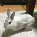 推定２歳の男子です！！