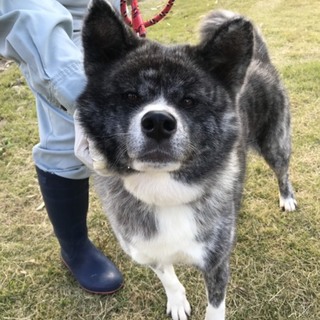 穏やかで甘えっ子ごましおちゃん