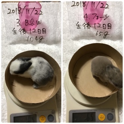 「生後12日目目が開きました☆片目」サムネイル3