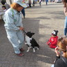 緊急消防援助隊北海道・東北ブロックin福島１　JKCブースのワンちゃんとのふれあい＾＾