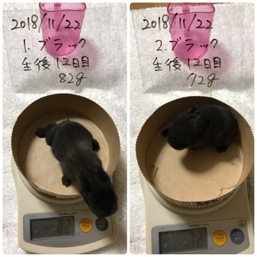 生後12日目片目が開きました！