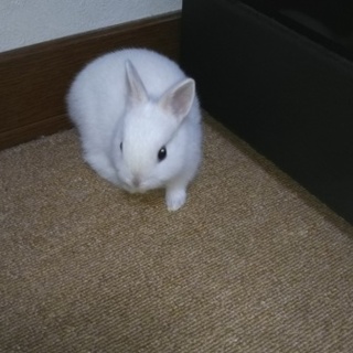 ホワイトうさぎの赤ちゃん