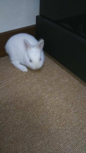ホワイトうさぎの赤ちゃん サムネイル2