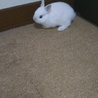 ホワイトうさぎの赤ちゃん サムネイル3