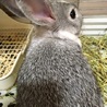 保護うさぎ：かわいい盛り わかばちゃん（メス） サムネイル2