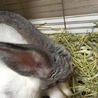 保護うさぎ：かわいい盛り わかばちゃん（メス） サムネイル3