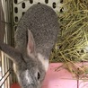 保護うさぎ：かわいい盛り わかばちゃん（メス） サムネイル4