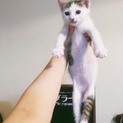 子猫 里親募集 ヅラ猫 オス きじしろ