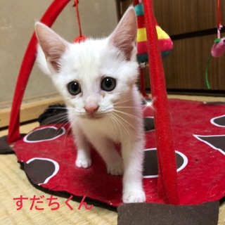 とっても元気なスダチくん