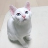 フランス人っぽい