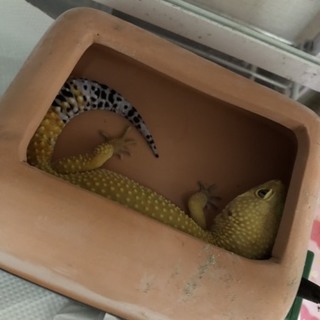 事情により一旦停止します。