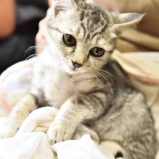 サバとら美形ニャンモモちゃん　岡崎市