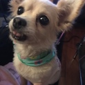 チワワちゃん 里親募集いたします^_^