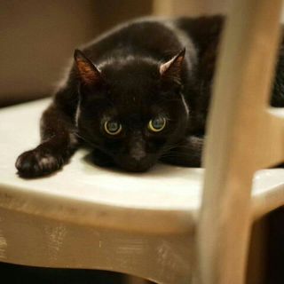 猫エイズだけども家族が欲しいにゃん