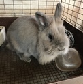 びびりなうさぎちゃん