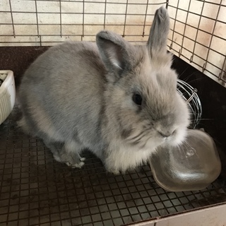 びびりなうさぎちゃん