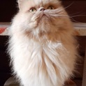 【1匹飼い希望】もふもふ長毛ペルシャのすーちゃん