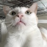 ねこだにゃんご