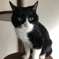 とっても甘えたな猫ちゃん里親さん募集中