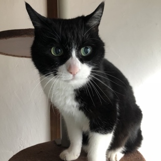 とっても甘えたな猫ちゃん里親さん募集中