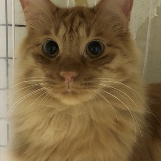 茶トラの長毛です