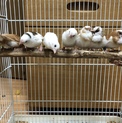 十姉妹7羽の里親募集(オス4羽、メス3羽まとめて)