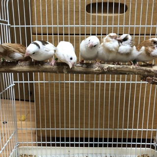十姉妹7羽の里親募集(オス4羽、メス3羽まとめて)