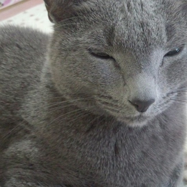 いしゅのカバー写真