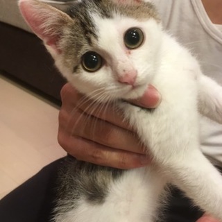 保護猫（白サバ 子猫ちゃん）