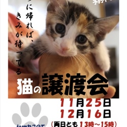 猫の譲渡会