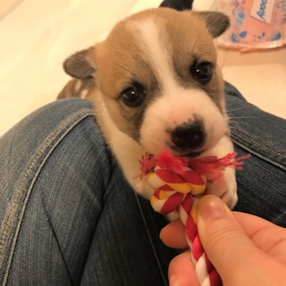 コロコロ女の子 ポニョちゃん 一か月