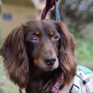 お散歩大好き！控えめで甘えん坊のディジーちゃん