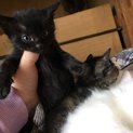 生後１か月弱、黒猫くんです。
