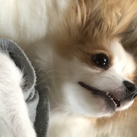阿部 ふゆこ